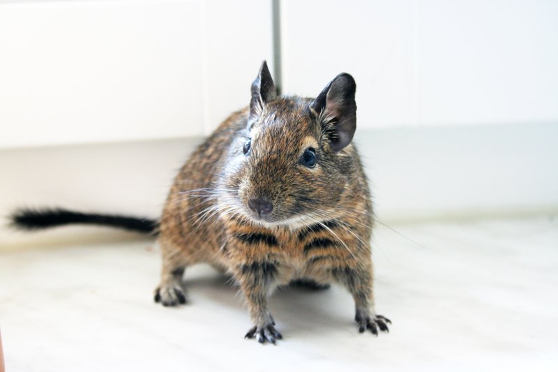 degu7