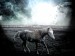 Animals_Horses_The_Horse_005137_
