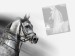 Wallpaper arabian horse